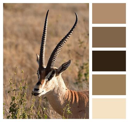 Grant'S Gazelle Animal Mammal Image